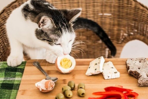 Một số loại thức ăn phù hợp.