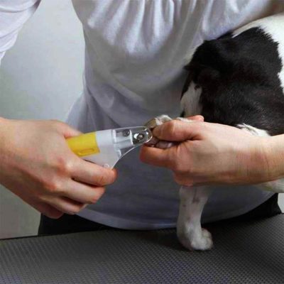 cách sử dụng kéo cắt móng cho thú cưng
