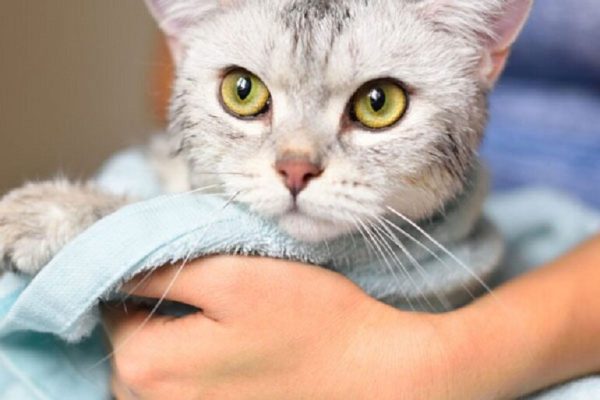 tại sao p sử dụng kéo cắt móng cho thú cưng